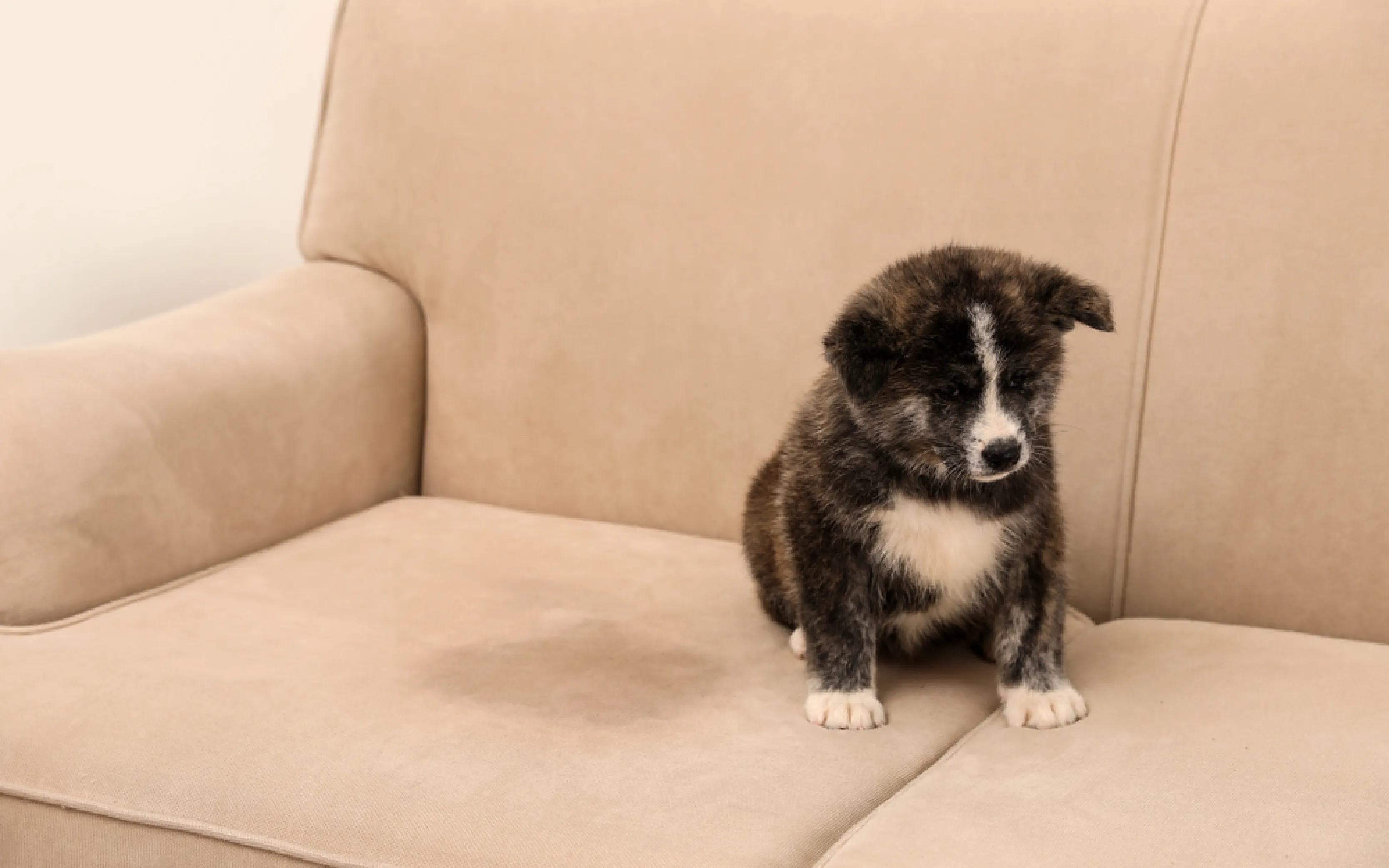 carpet cleaning in NJ, carpet cleaner in NJ, carpet cleaners in NJ, carpet cleaners in NJ, drapery cleaners in NJ, carpet cleaning in NJ, mattress cleaning in NJ, mattress cleaners in NJ, commercial carpet cleaning, commercial carpet cleaners in NJ, NJ rug cleaners, rug cleaning services in NJ same day carpet cleaning, same day rug cleaning