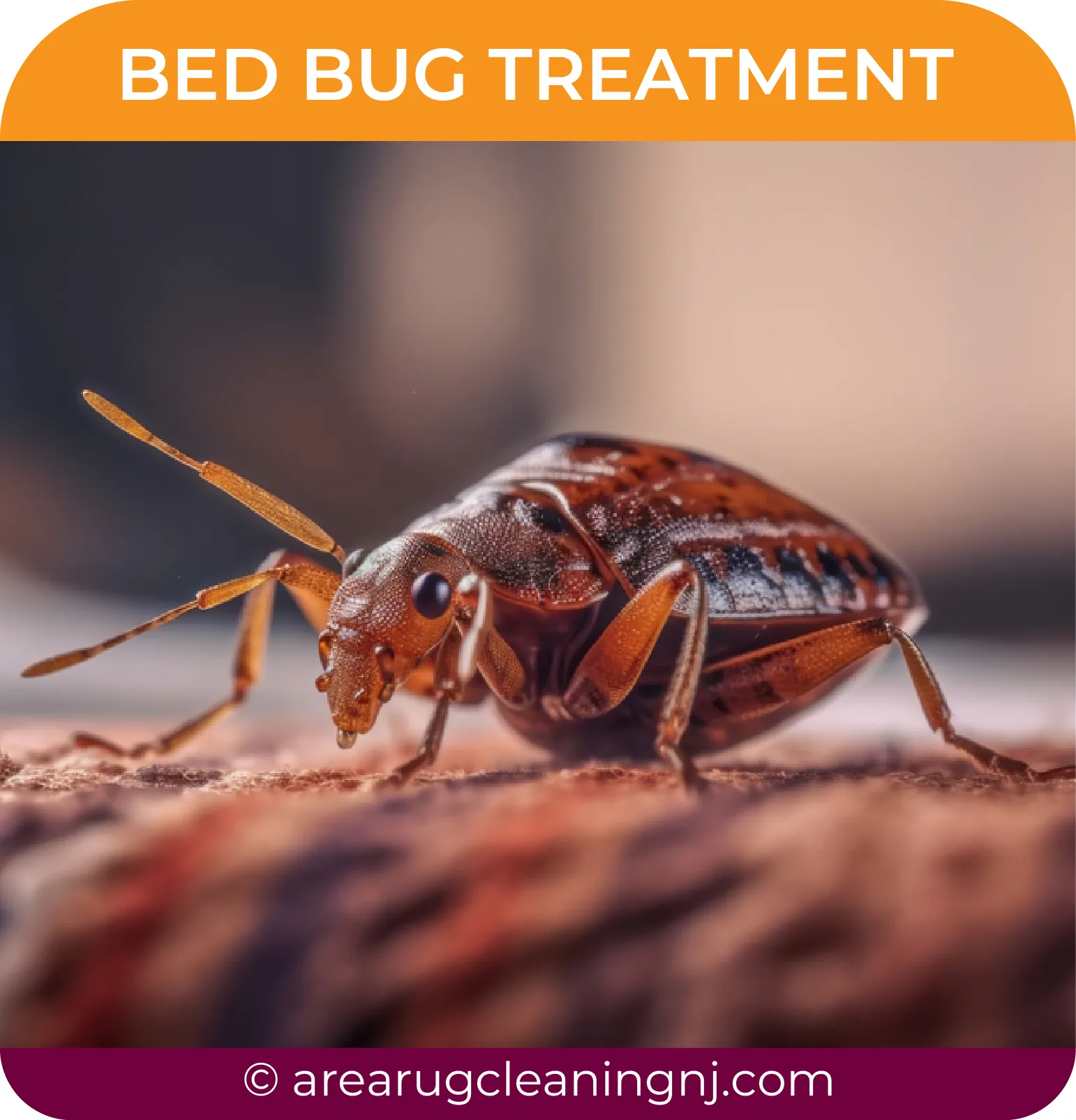 carpet cleaning in NJ, carpet cleaner in NJ, carpet cleaners in NJ, carpet cleaners in NJ, drapery cleaners in NJ, carpet cleaning in NJ, mattress cleaning in NJ, mattress cleaners in NJ, commercial carpet cleaning, commercial carpet cleaners in NJ, NJ rug cleaners, rug cleaning services in NJ same day carpet cleaning, same day rug cleaning